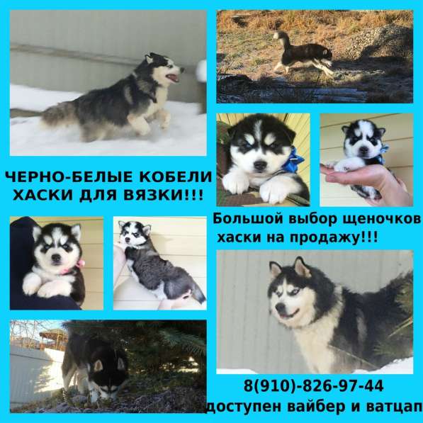 Хаски вязка и щенки на продажу
