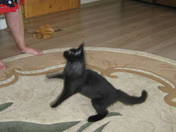 Котята мейн-куна в Калуге фото 7