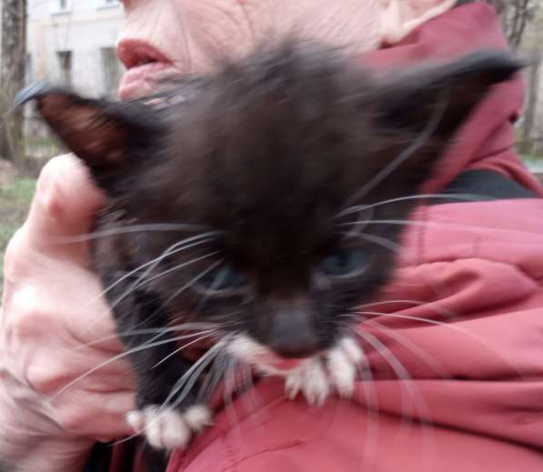 Масик Тарасик ищет любящий дом в Москве фото 13