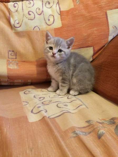 Продаются британские котята в Тобольске