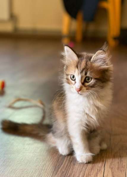 Котёнок девочка в Москве фото 13