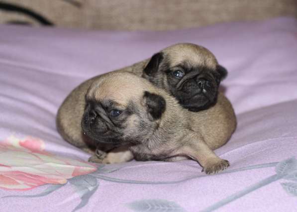 Щенки Мопса в Новосибирске фото 20