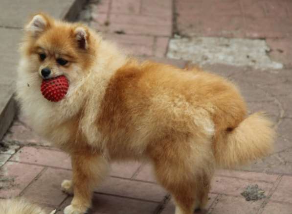 Щенки шпица в Раменское фото 32