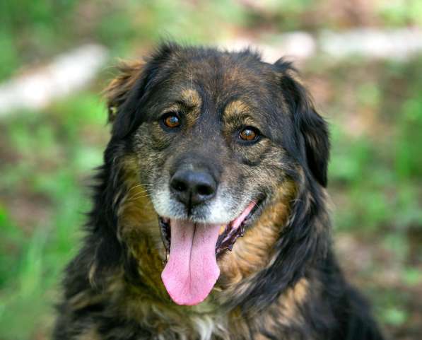 Прекрасная собака Парма ищет семью в Москве фото 24