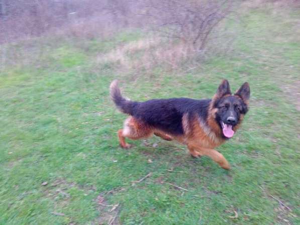 Отличный Кобель немецкой длинношерстной овчарки в Алуште фото 20