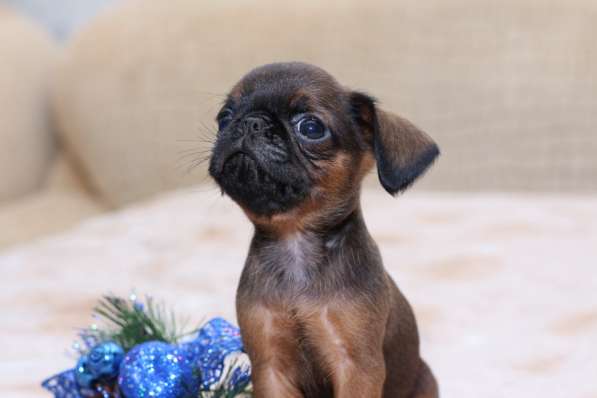 Солнечный мальчик в Санкт-Петербурге фото 3