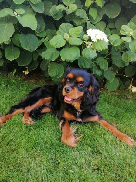 Щенки КАВАЛЕР КИНГ ЧАРЛЬЗ спаниель в 