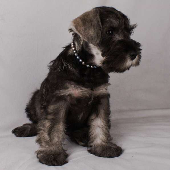 Цвержата в поисках самых лучших хозяев в Самаре фото 20