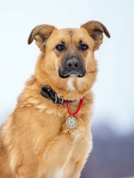 Ласковое солнышко Зита, молодая домашняя собачка в дар в Москве фото 5