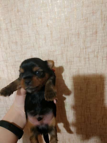 Продаю щенков йоркширских терьеров в фото 10