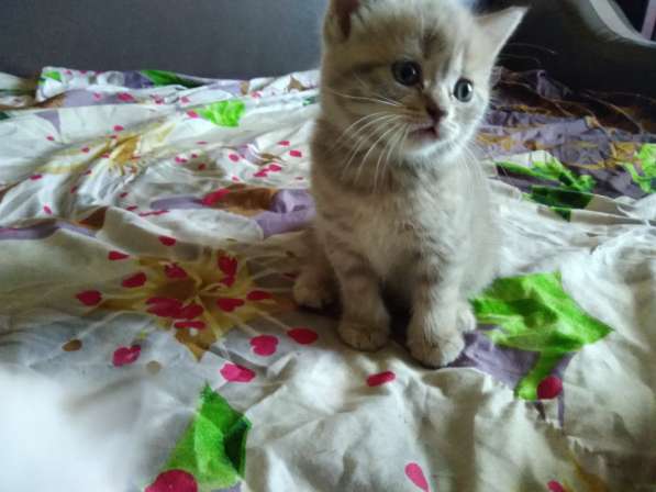 Котята британские в Новокузнецке фото 6