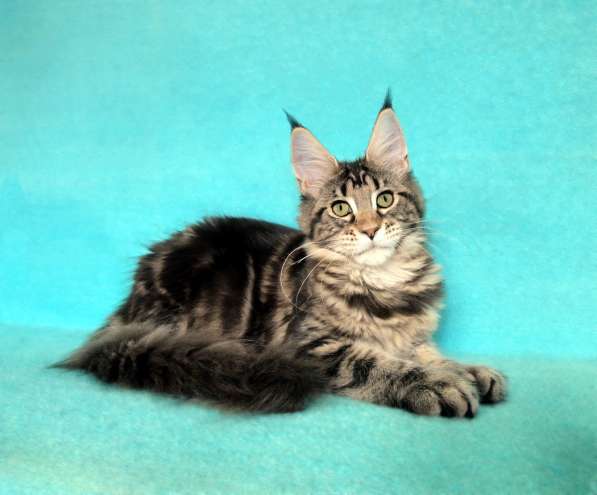 Кошечка мейн-кун из питомнника в Казани фото 38