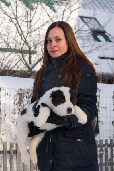 Продаются высокопородные щенки Алабая от питомника "ЗАТВЕРЕЦ в Москве фото 5
