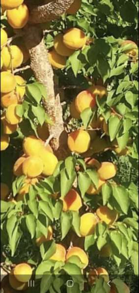 Плоды абрикоса