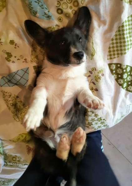 Вельш-корги кардиган в Москве