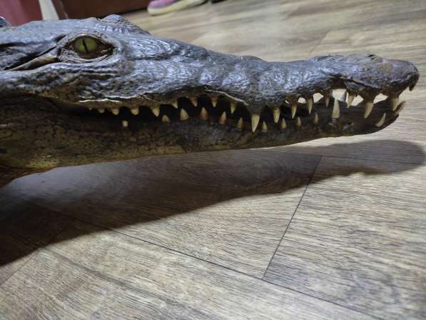 Чучело Крокодила в фото 6