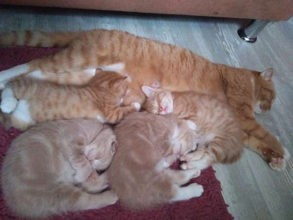 Котятенок девочка, мальчик, рыжий, молочный