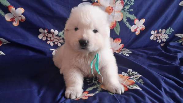 Щенки Мареммо-Абруцкая Овчарка в Краснодаре фото 27