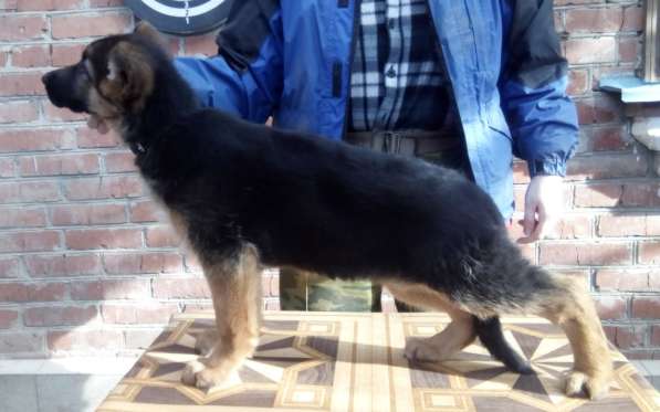 Щенок немецкой овчарки от отличного кобеля в Краснодаре фото 3