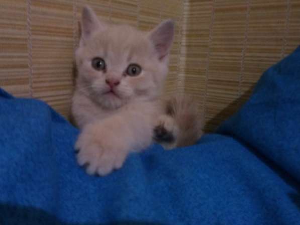 Шотландский Котёнок (Скоттиш-страйт) в Симферополе фото 20