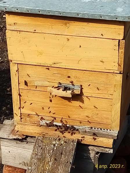 Продаю пчёлосемьи в Туле фото 3