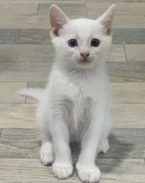 Белый котенок в фото 3