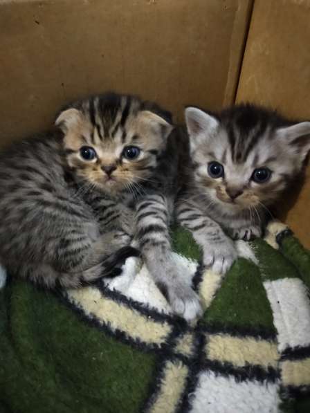 Шотландские котята в фото 38