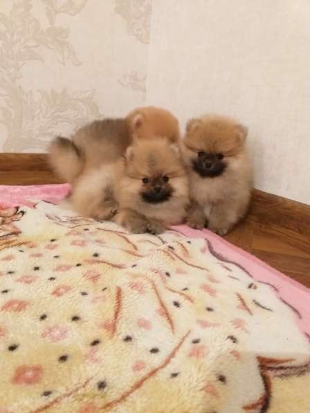 Шикарные щенки Померанского Шпица 3-6 месяцев ркф в Москве фото 7
