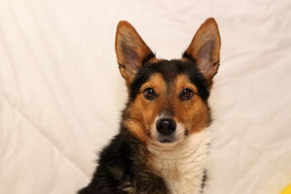 Малышка Лиса-Алиса в дар в Москве фото 5