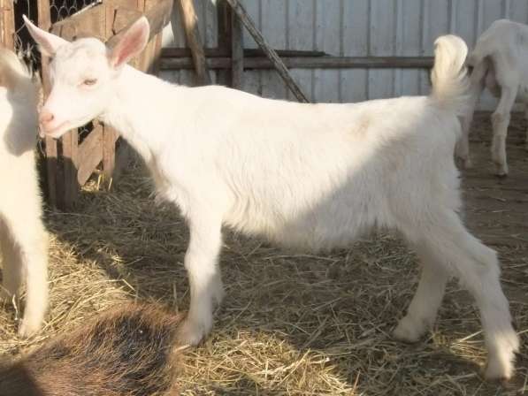 Чистопородные зааненские козлики в Голицыне фото 20