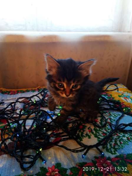 Отдам котенка в добрые руки! в Братске фото 6