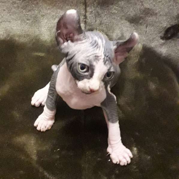 Эльфики котята в Москве фото 8