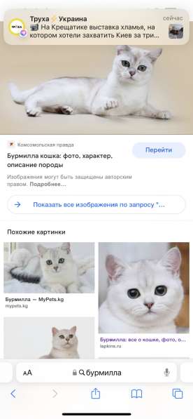 Хочу бурмиллу или шотландского вислоухого котёнка в 