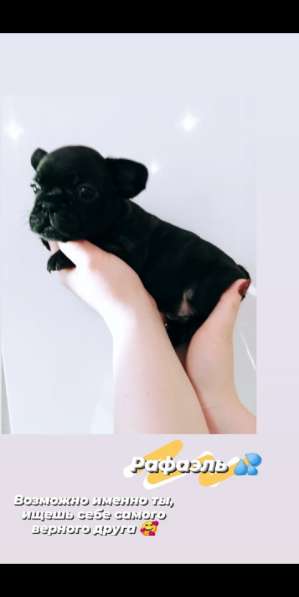 Щенки французский бульдог в Владимире фото 10