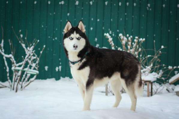 Шоколадно-белые и черно-белые щенки хаски в Санкт-Петербурге