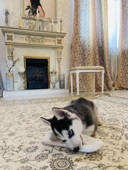 Продажа породистых щенков Хаски в Москве фото 3