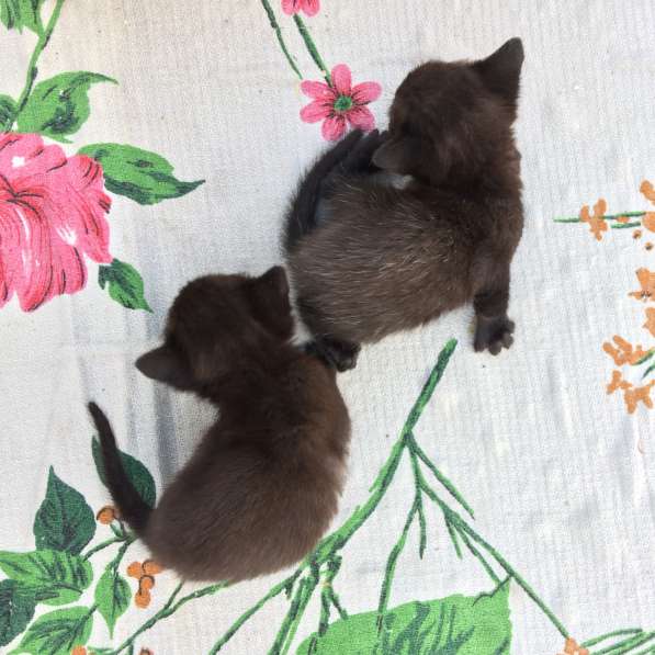 Котёнок в Егорьевске фото 16