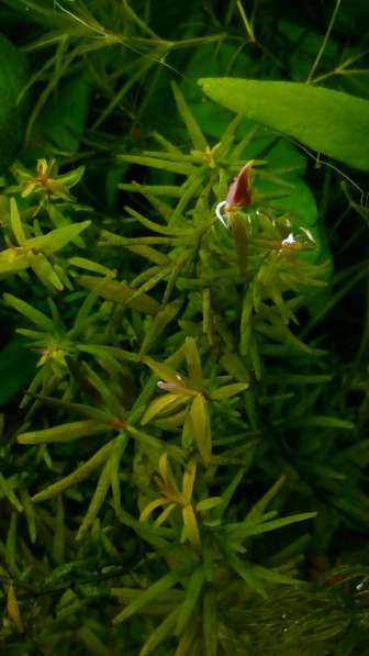 Аквариумные растения, рыбки в Зеленограде фото 5