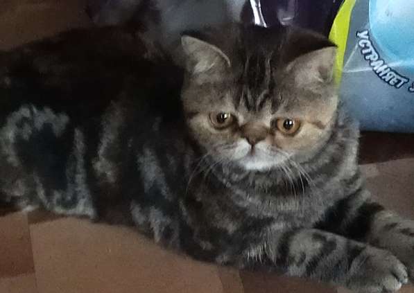 Котенок экзот девочка в Челябинске фото 13