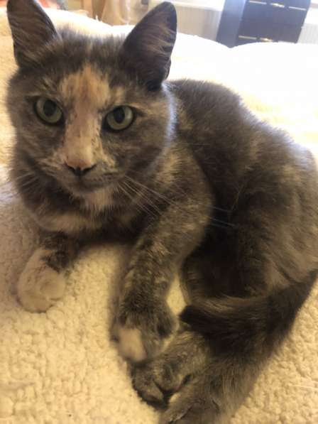 Ласковая спокойная зеленоглазая кошечка в добрые руки в Москве фото 5