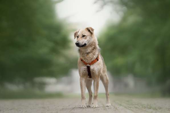 Ищет дом Ромео #ромео_дубоваяроща в Москве фото 36