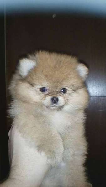 Мини-мишка девочка померанского шпица. Крошечная