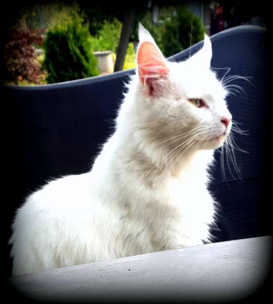 Мейн-кун белые котята в фото 9