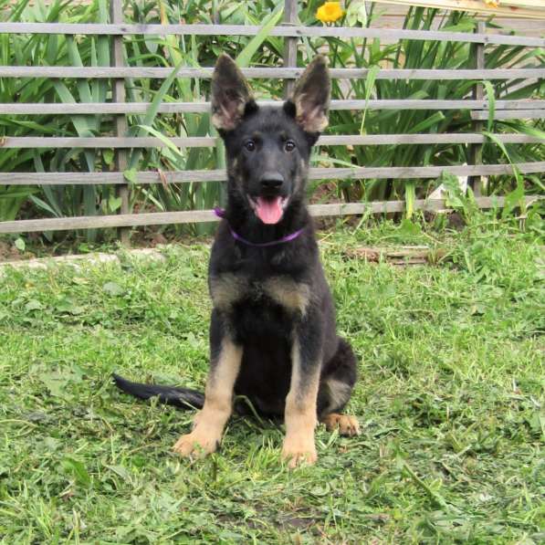 Подрощенные щенки овчарки девочки в рассрочку