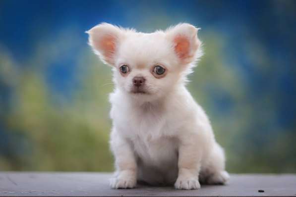 Чихуахуа в фото 3