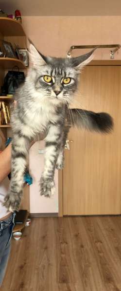 Котята и коты Мейн-кун в фото 8
