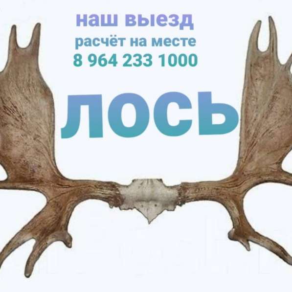 Куплю Рога