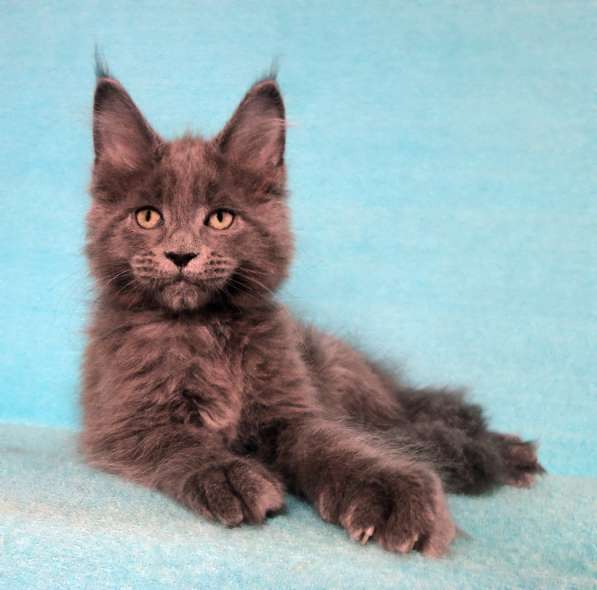 Апельсинки к Новому Году в Рязани фото 71