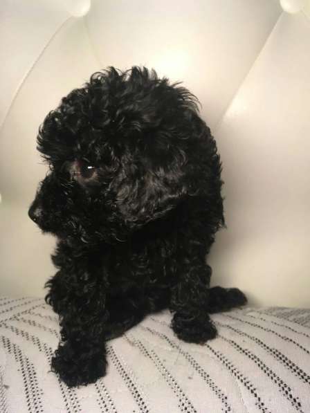 Пудели Той и Карликовые в фото 4