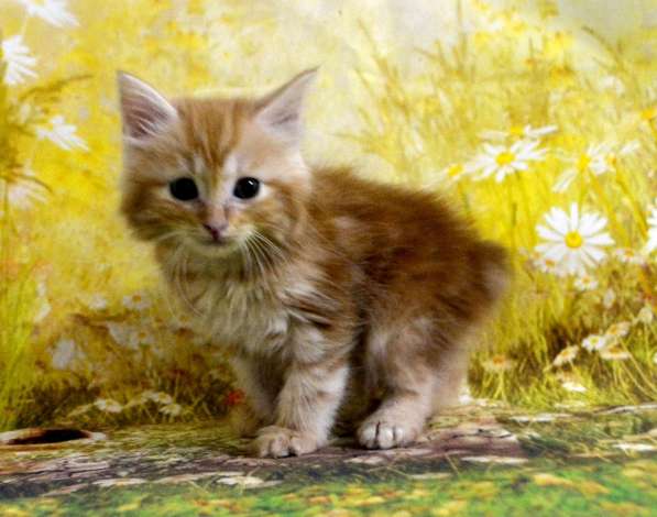 Курильский бобтейл мальчик